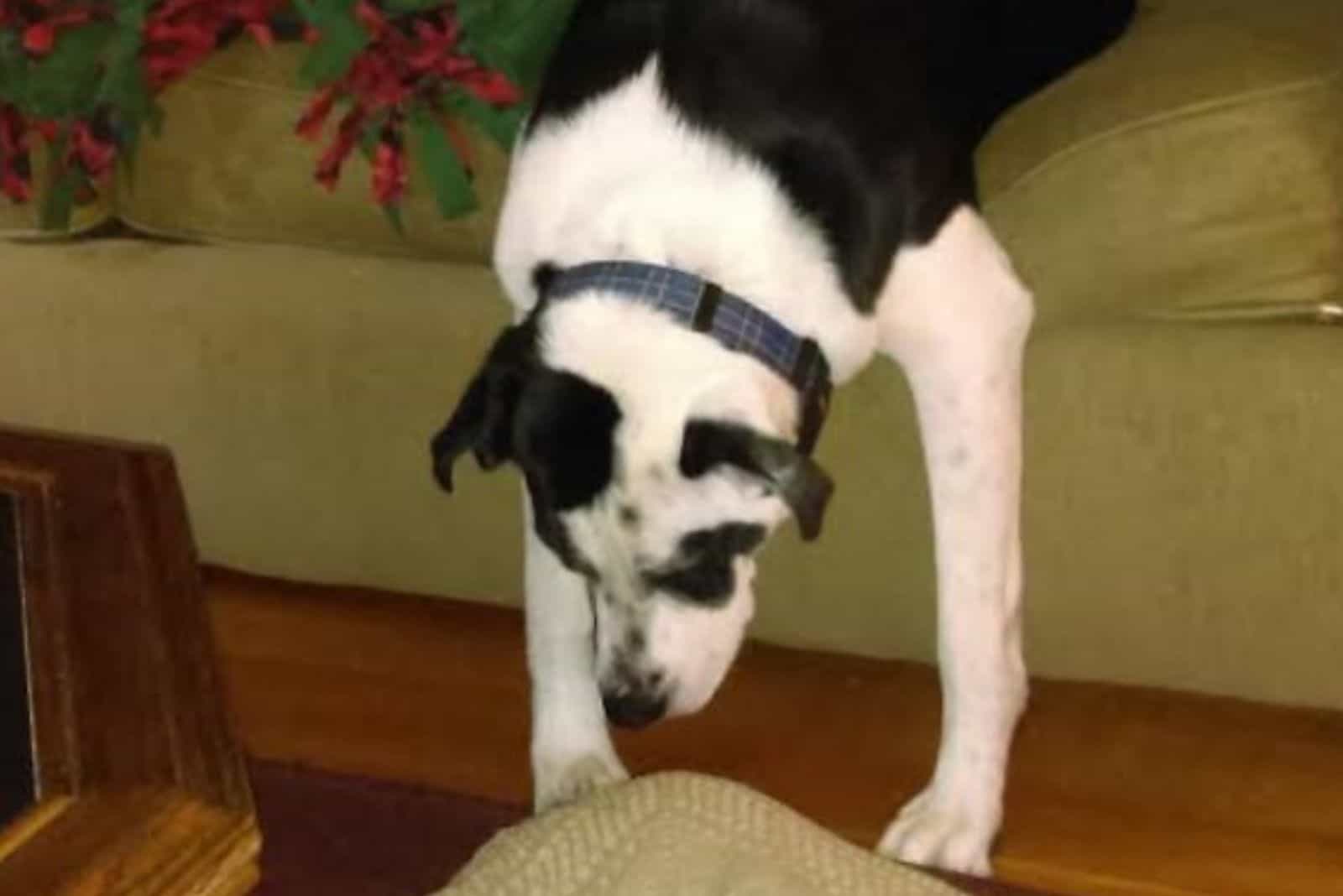dog sitting on the sofa in the living room