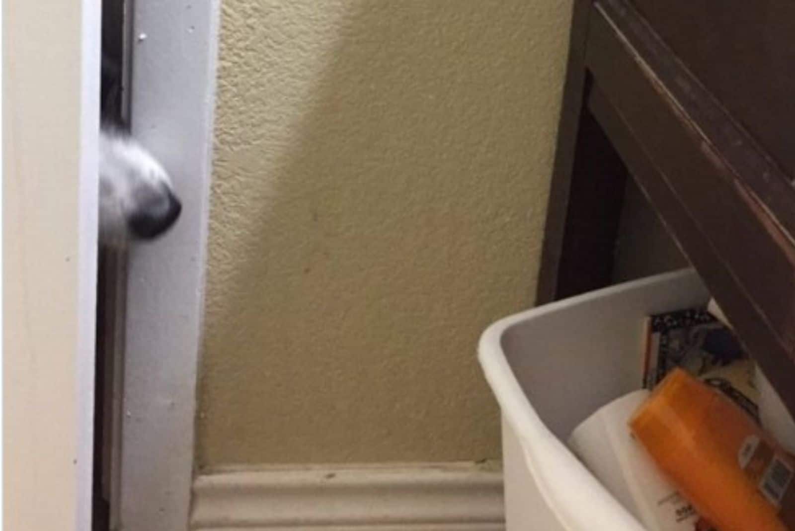dog stick out his nose through the door with bathroom