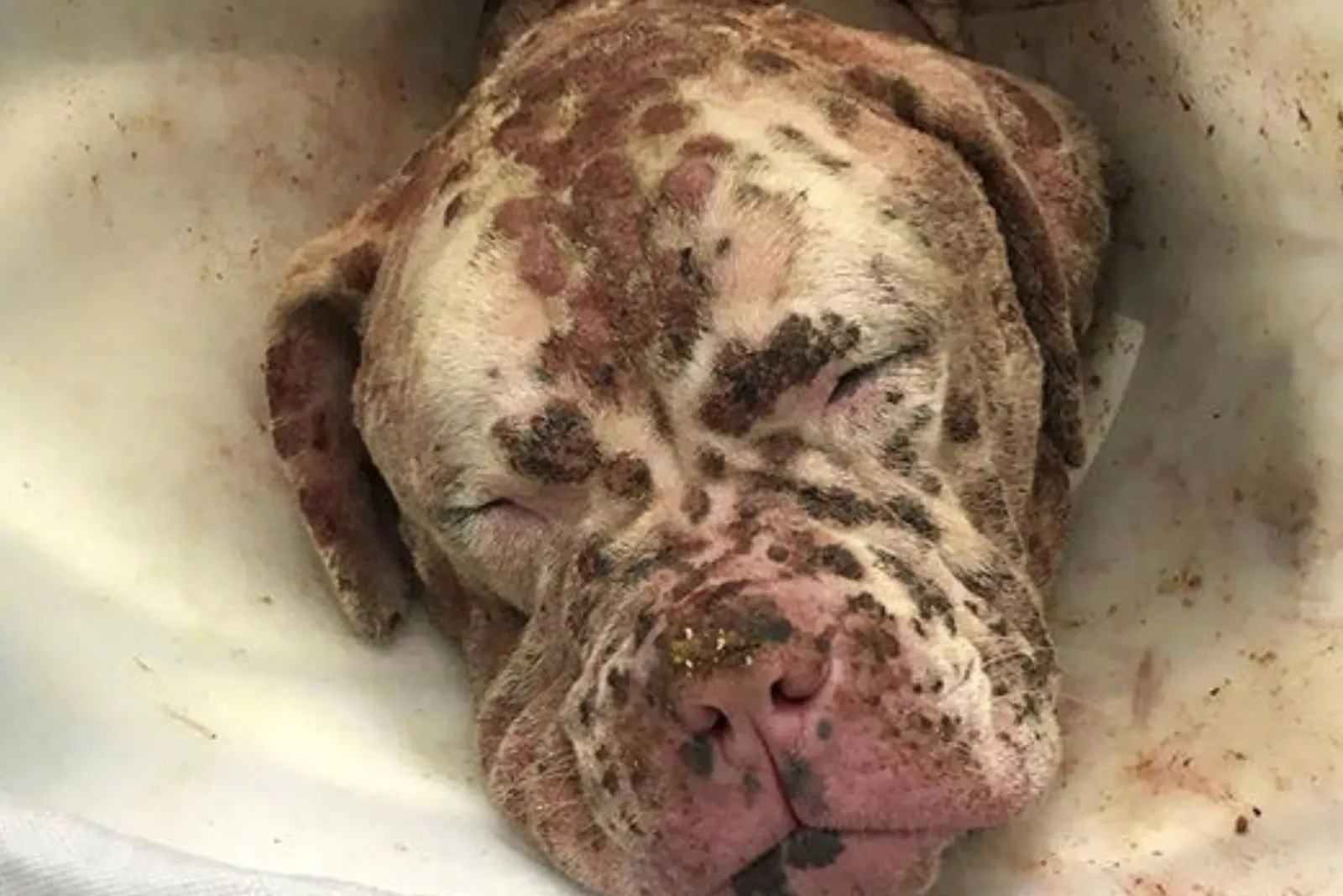 perro aturdido por las abejas