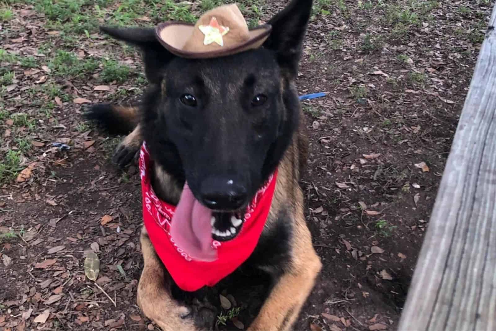 dog wearing cowboy costume lying on the ground