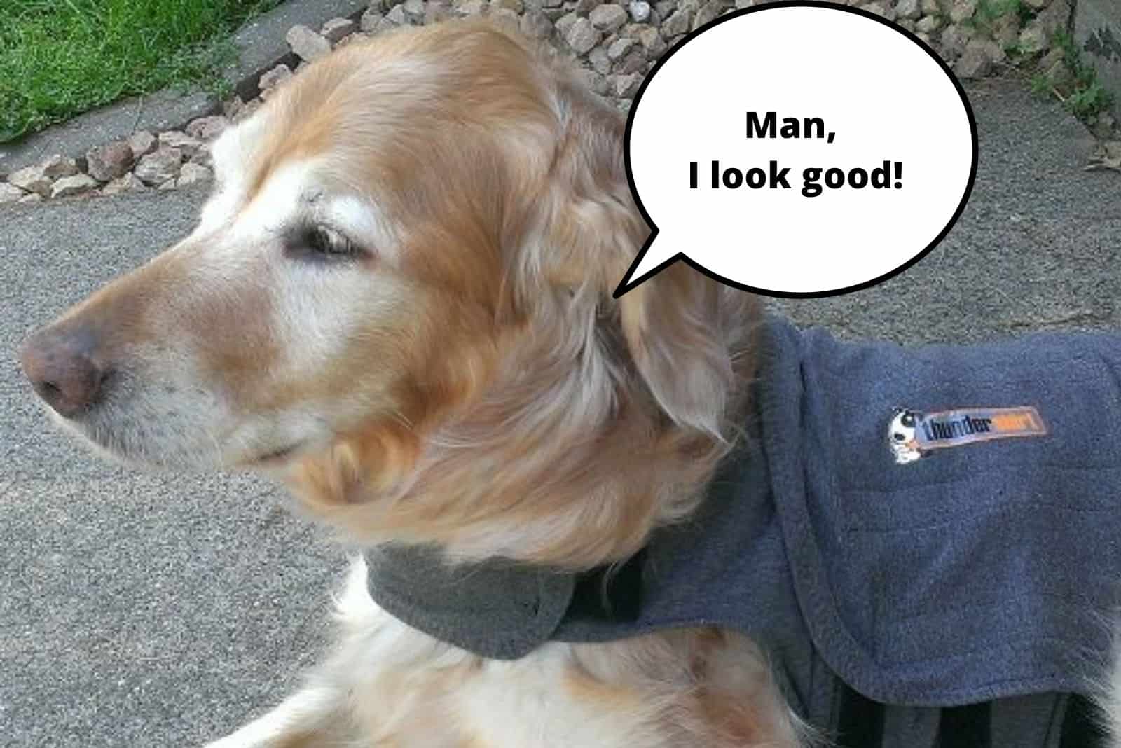 dog wearing thundershirt and lying in the garden