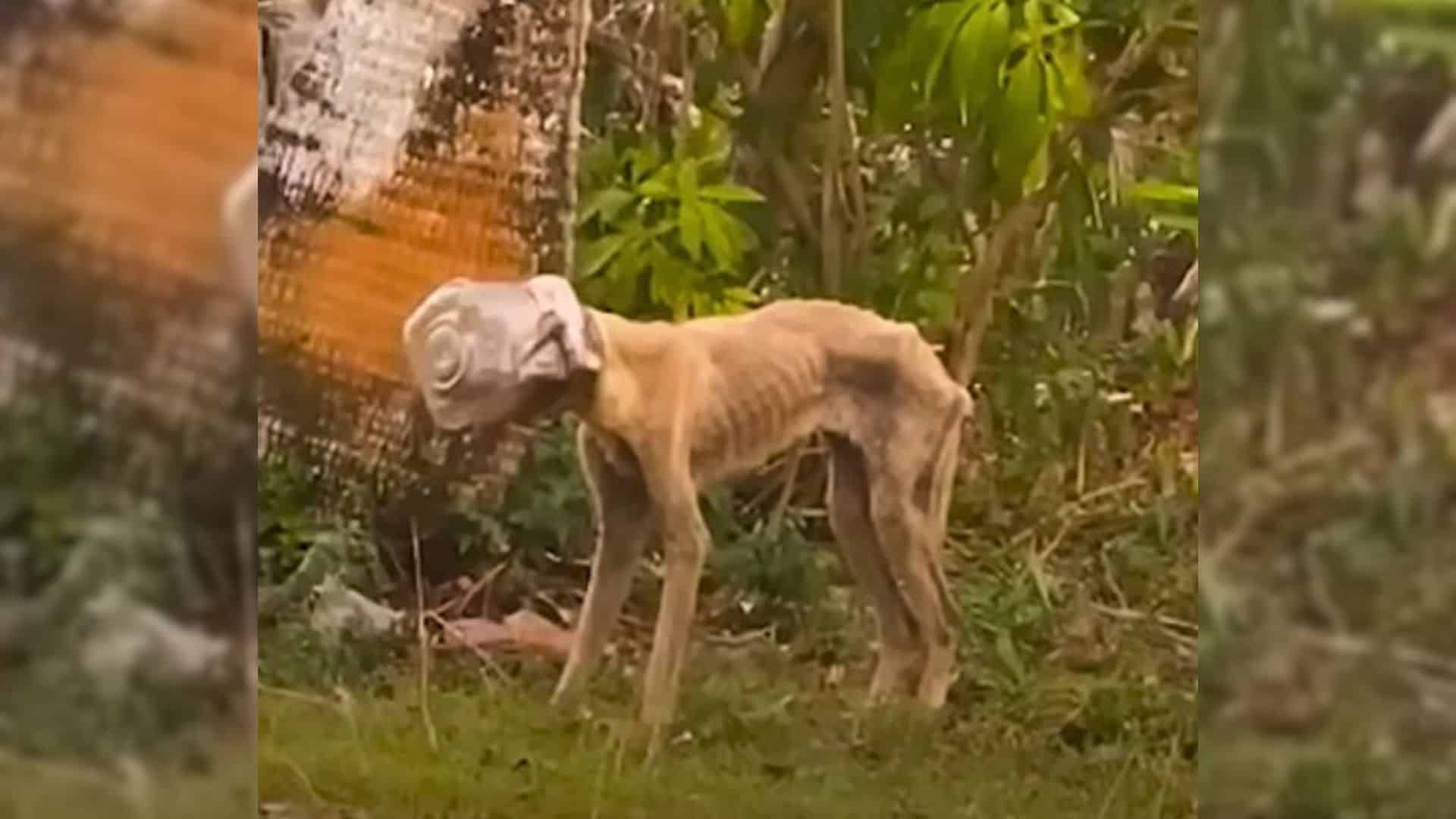 Rescuers Rushed To Aid A Malnourished Dog Whose Head Got Stuck In A Jar