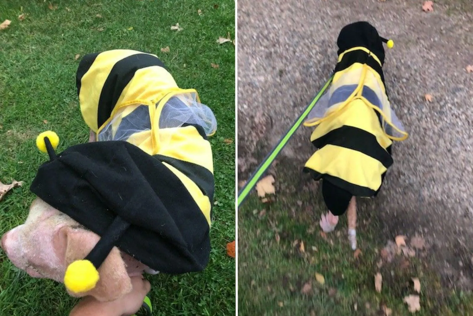 perro con el impermeable