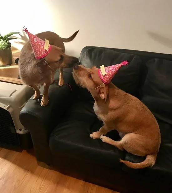 dogs with celebration caps