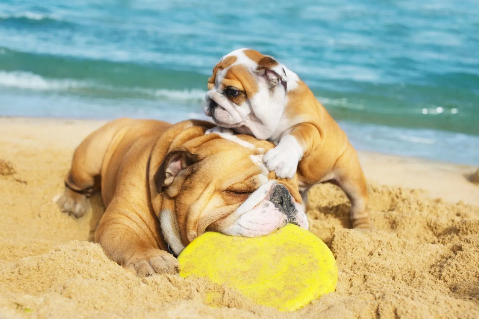 english bulldog and a puppy playing on the beach
