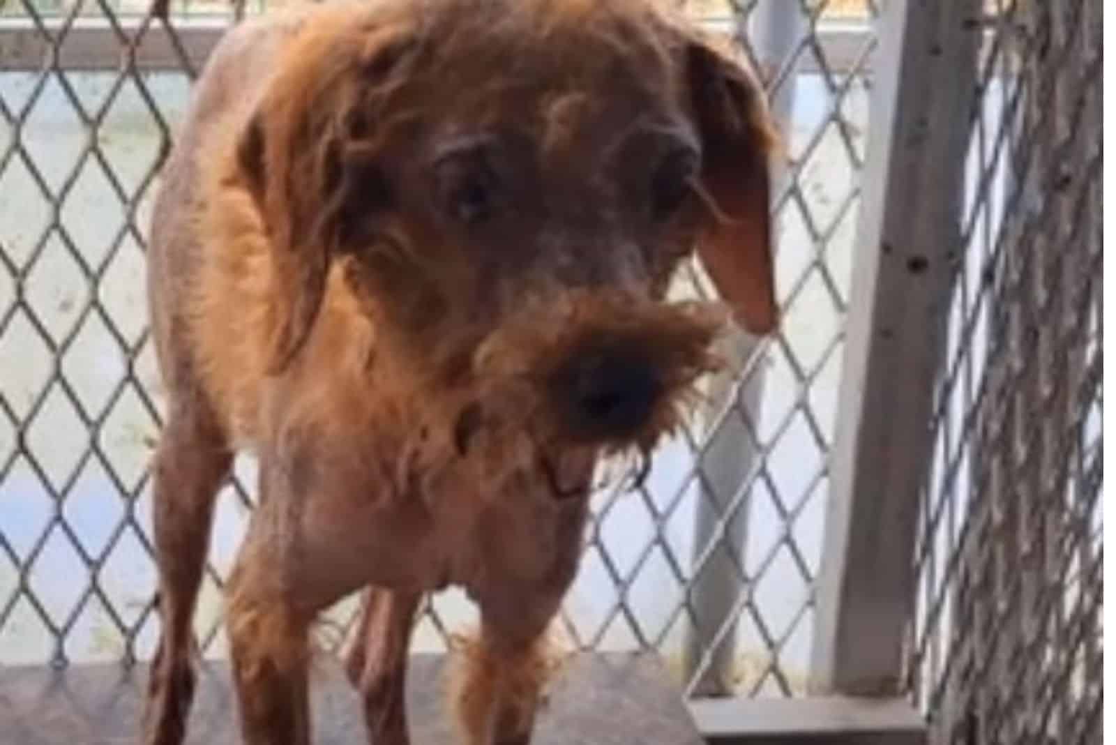 exhausted stray dog