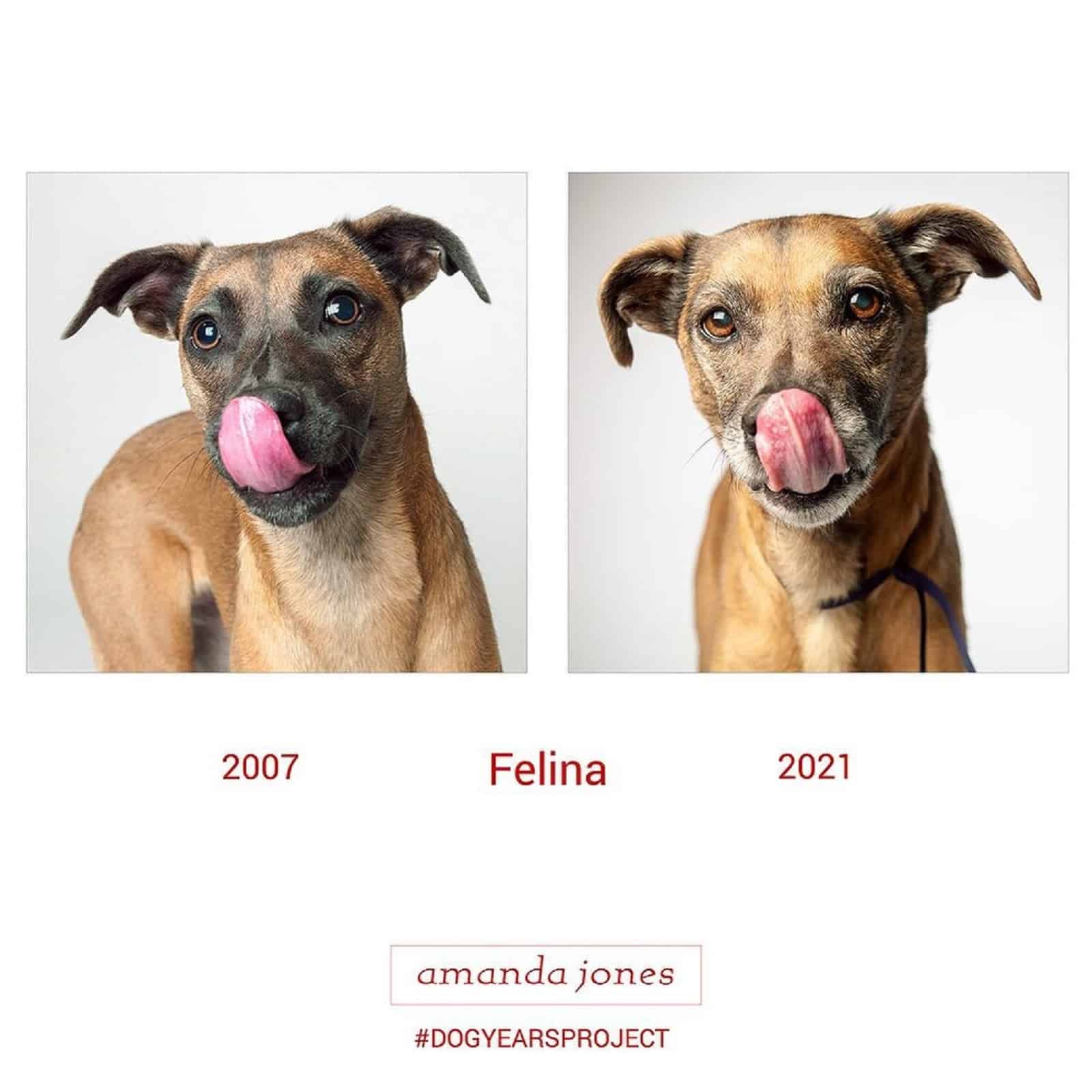 felina dog through years