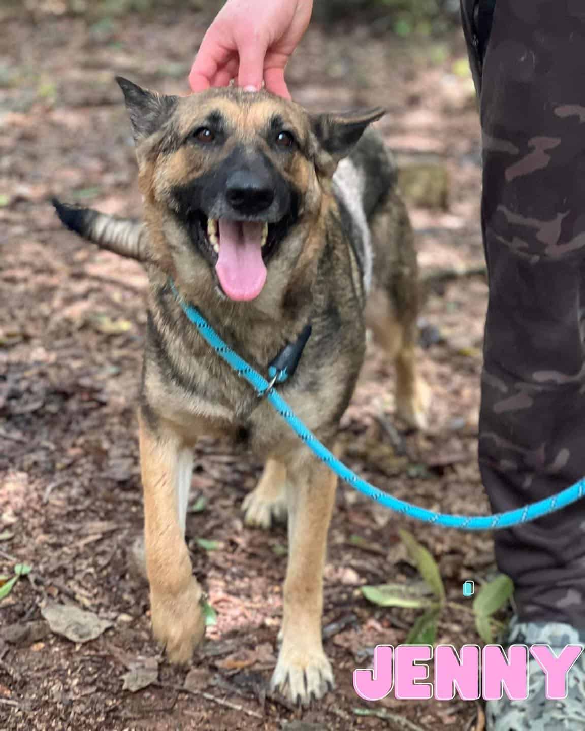 female german shepherd dog on a leash