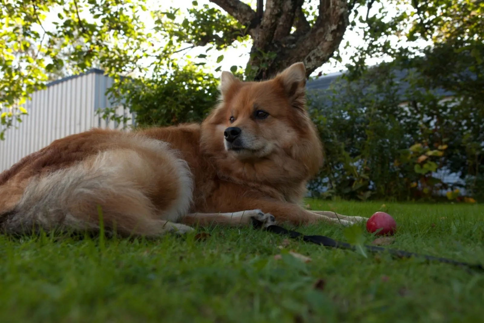 finnish spitz lying on the grass