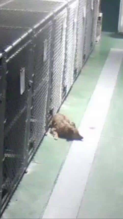 footage of dog sneaking out of kennel