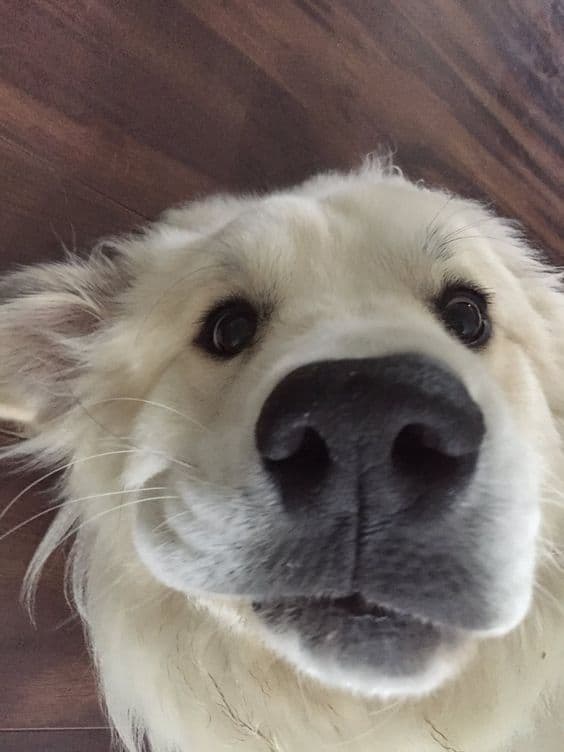 funny and cute photo of a great pyrenees puppy