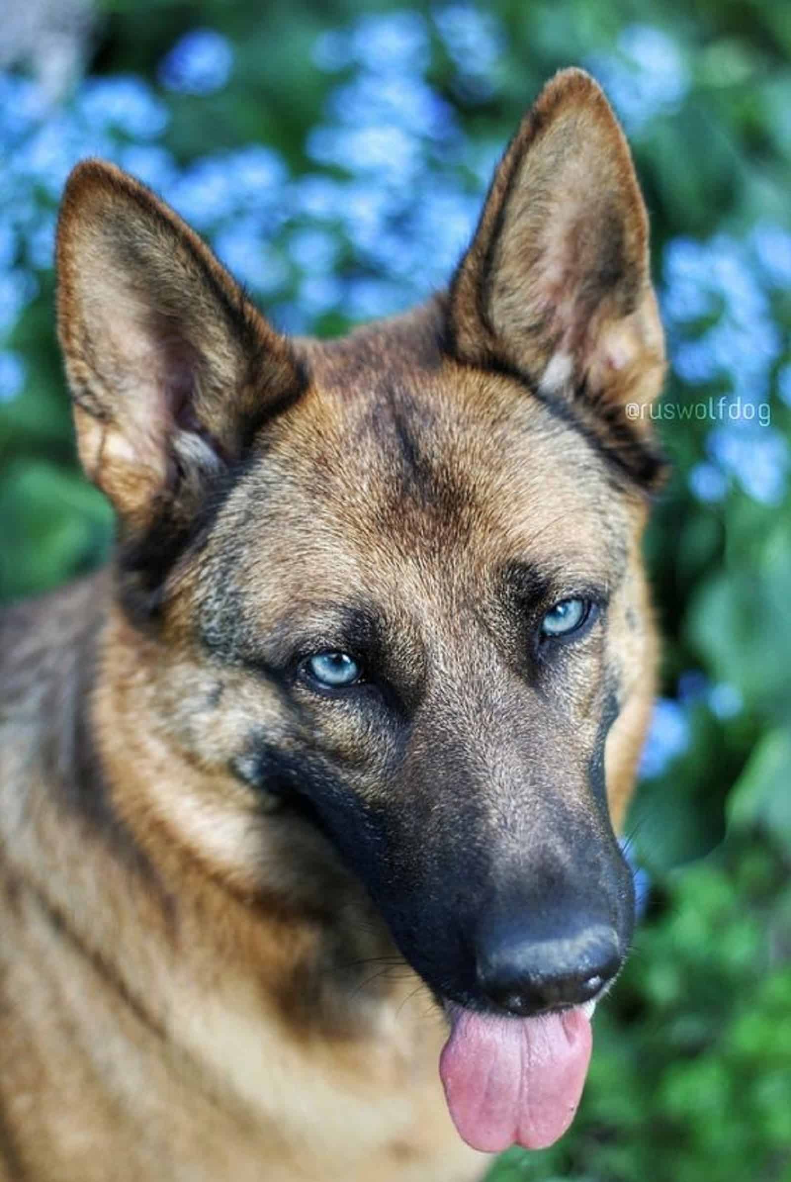 german shepherd with blue eyes