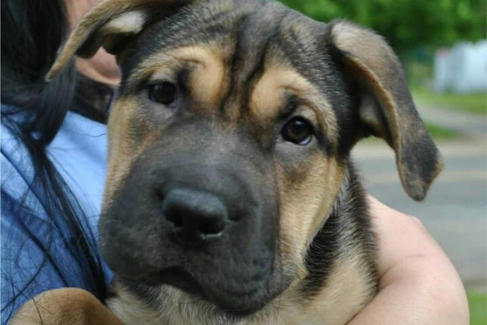 german shepherd and shar pei mix