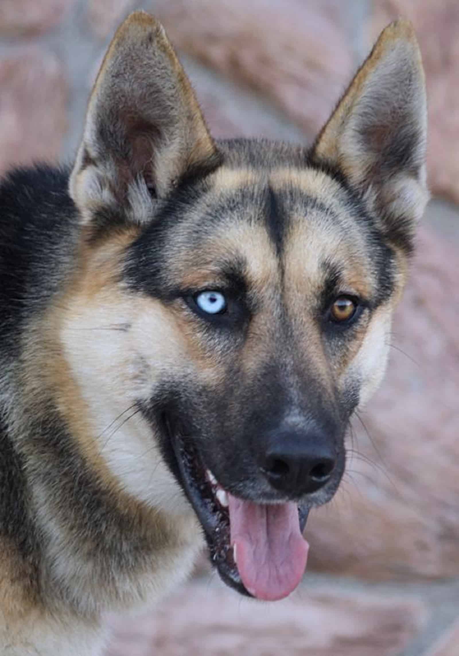 german shepherd dog with one blue eye and one brown eye