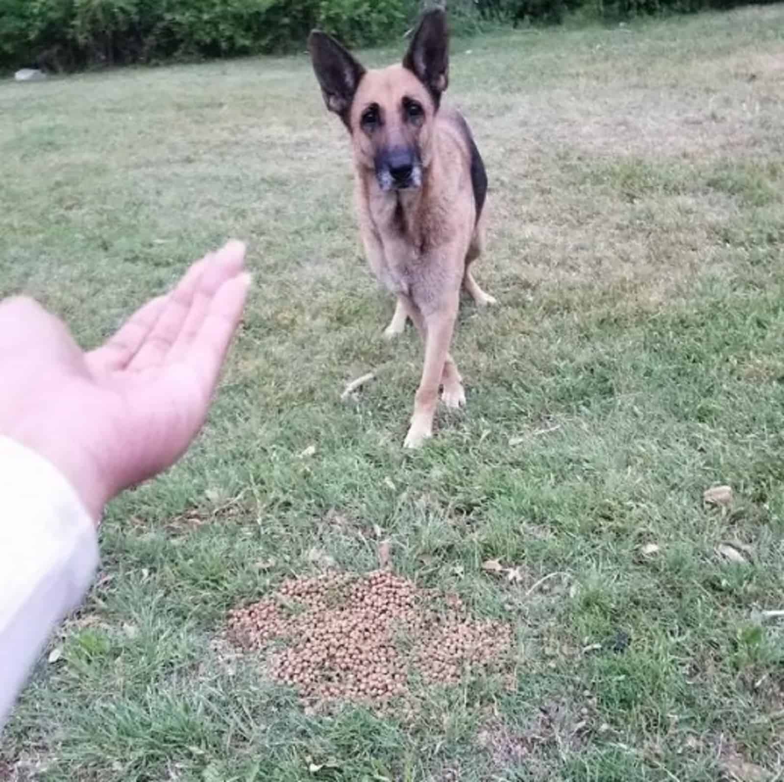 german shepherd dog walking toward a woman