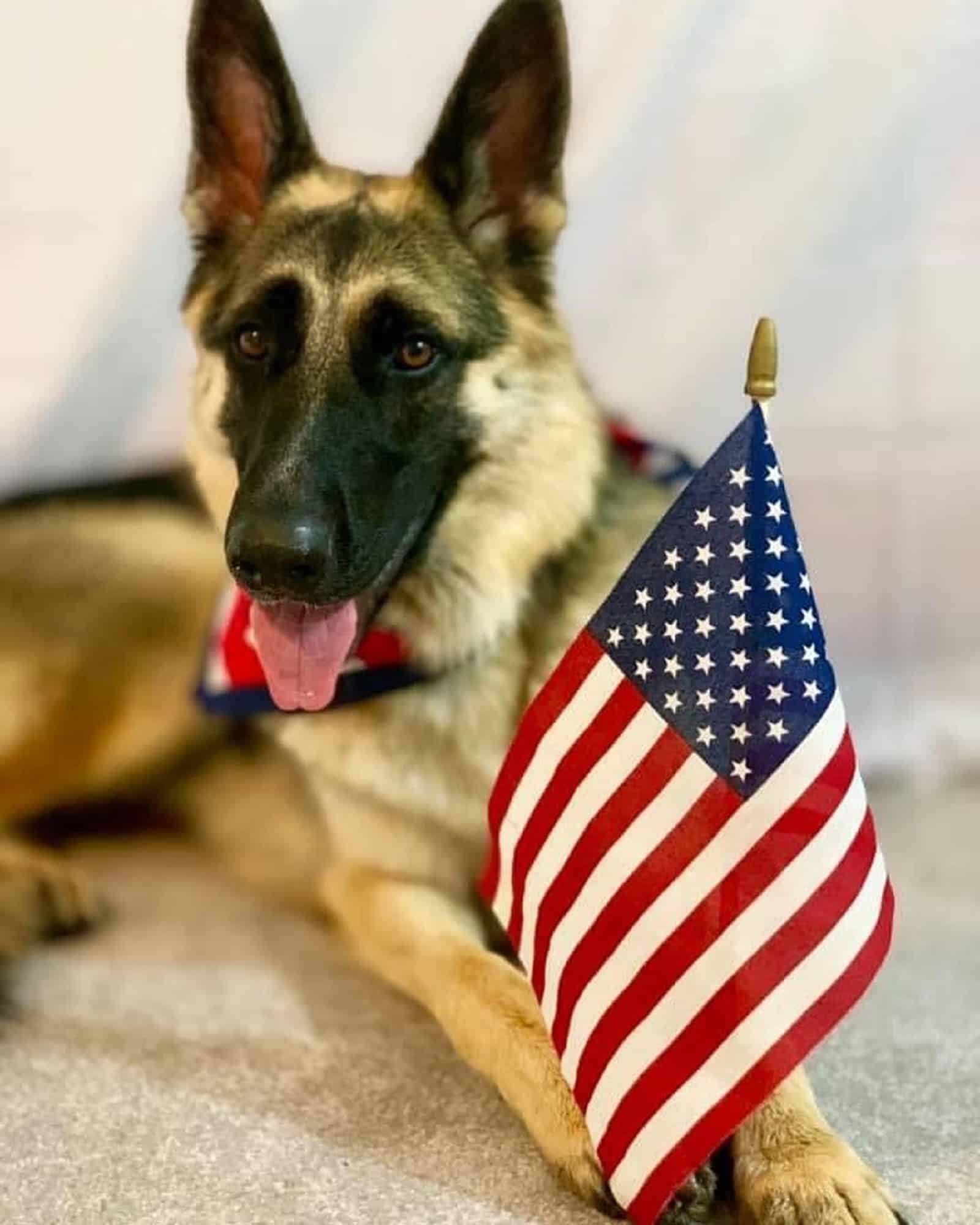german shepherd dog holding flag of usa