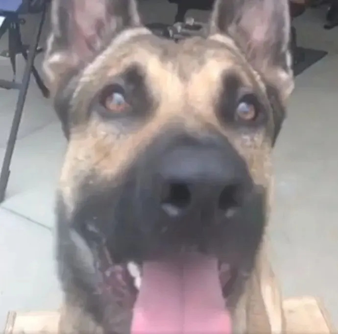 Perro pastor alemán con la lengua fuera.