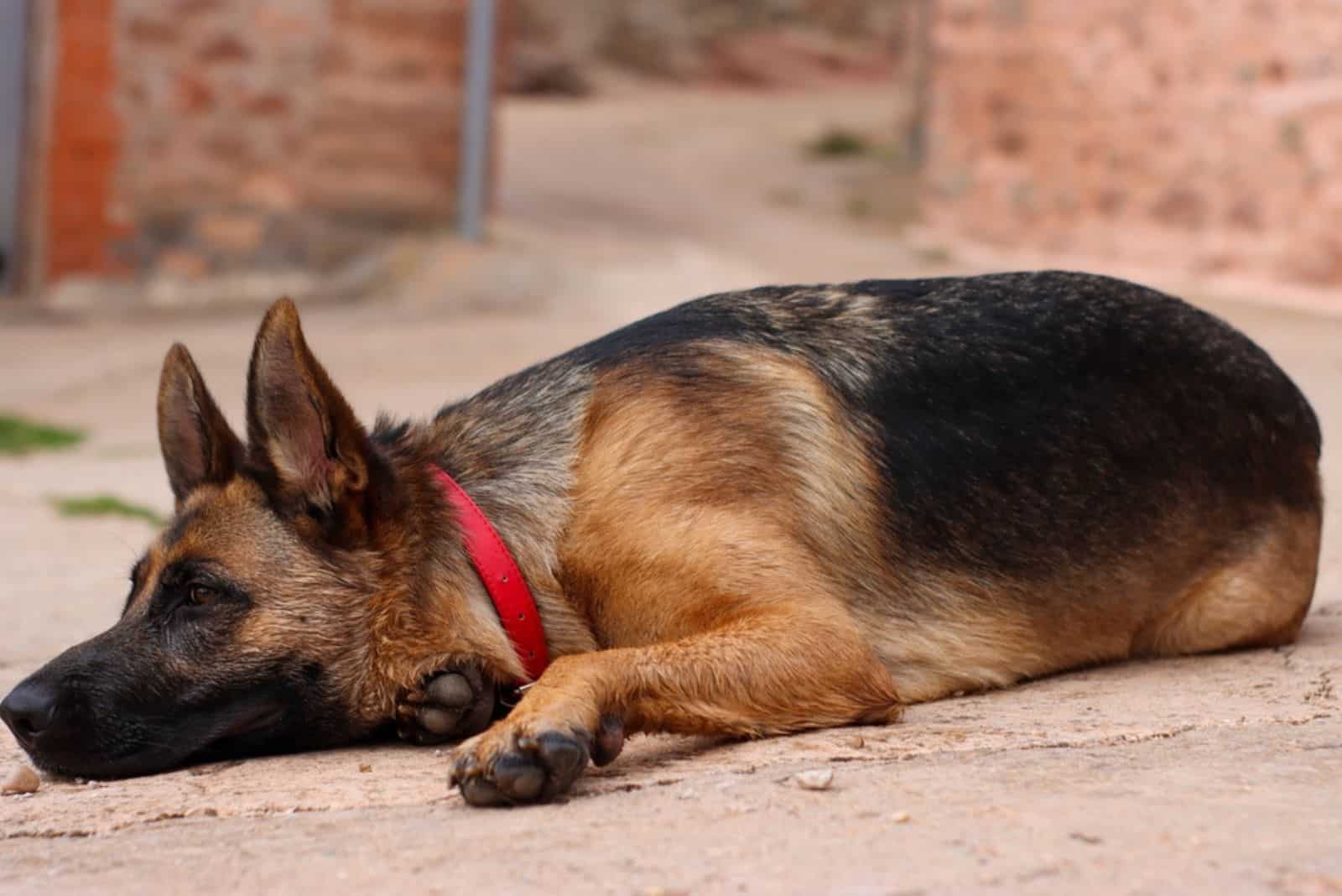 german shepherd dog lying on the ground