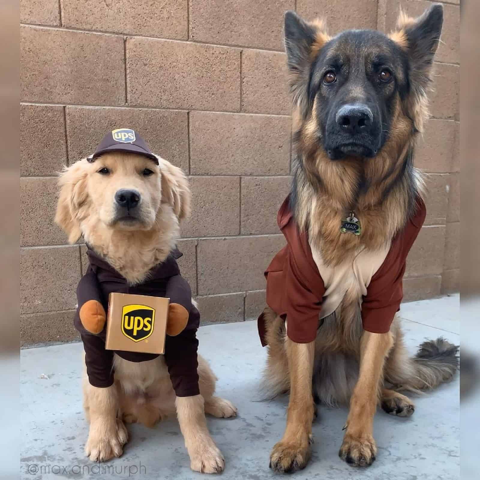 german shepherd dog and golden retriever dog sitting together outdoors