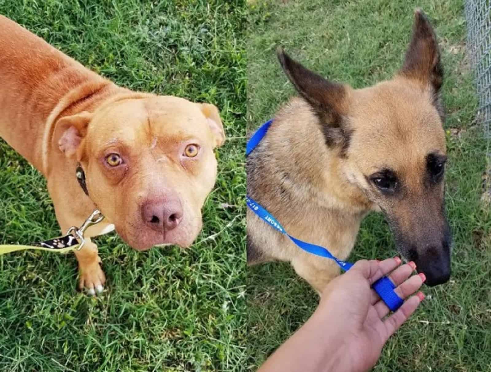 german shepherd dog and pit bull dog sitting on green grass