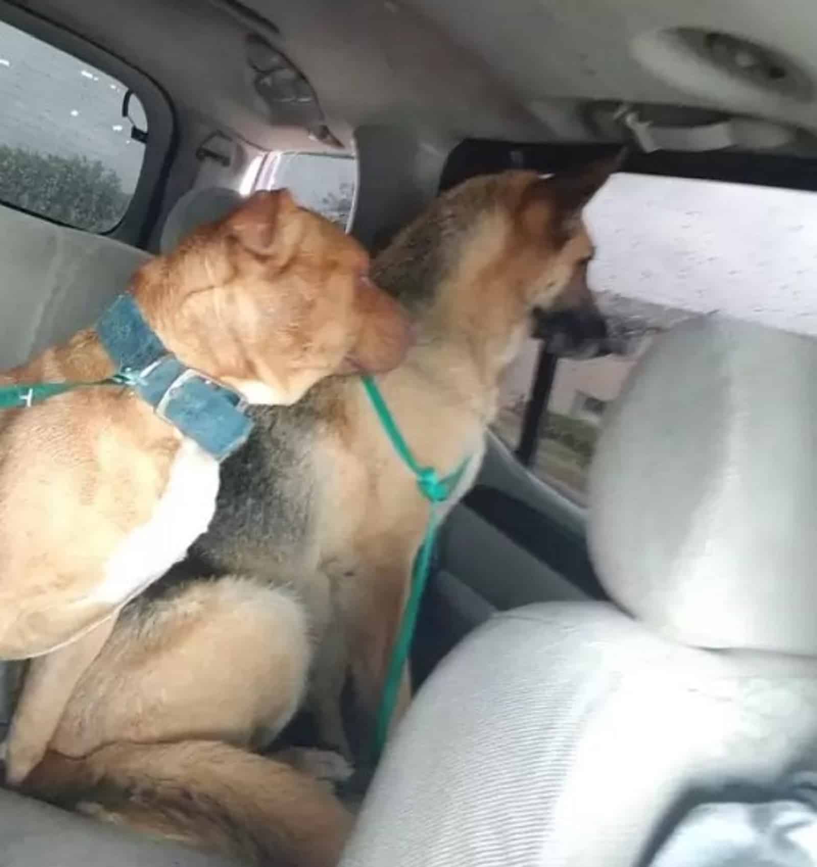 german shepherd dog and pit bull driving in the car on the back seat