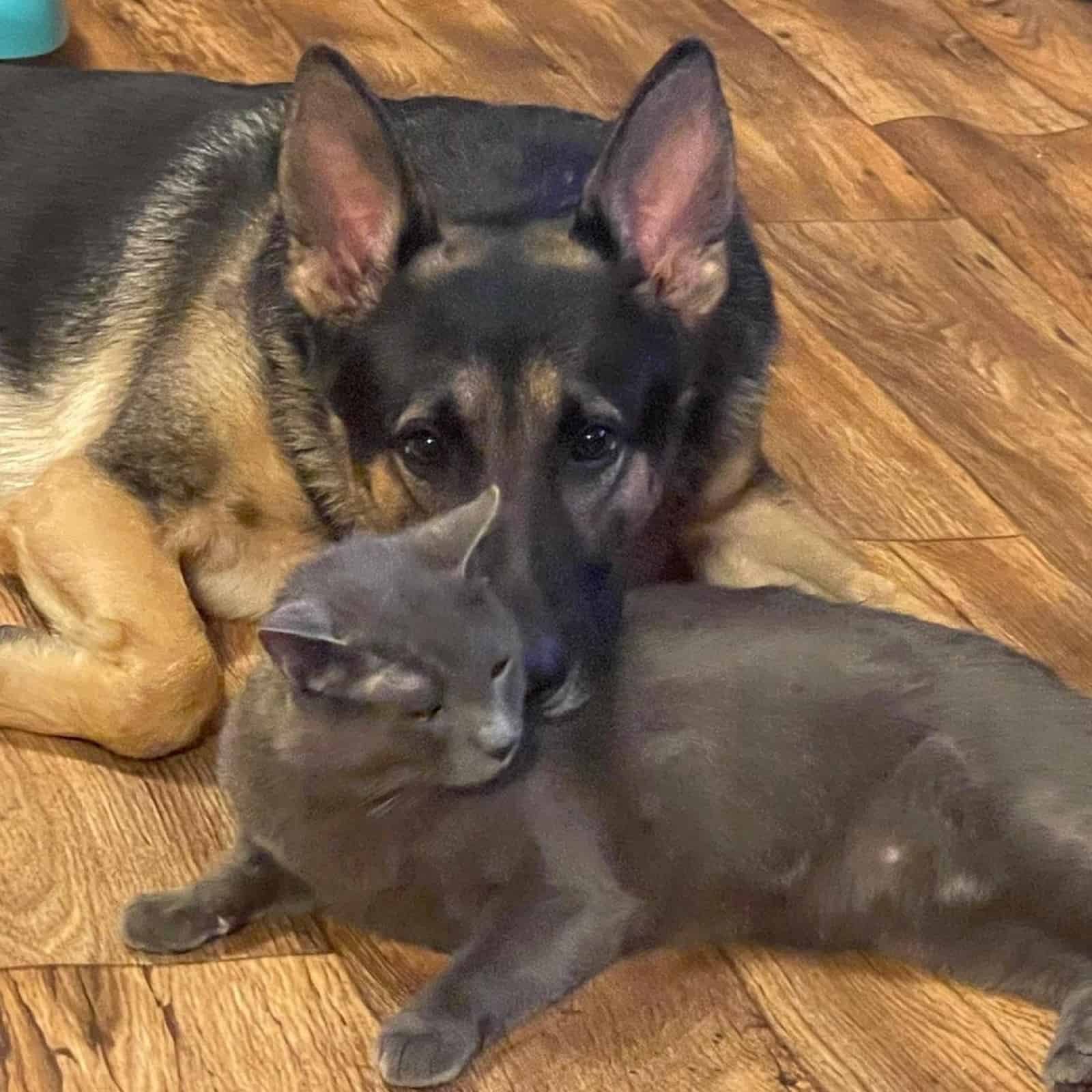  german shepherd dog cuddling with cat on the floor