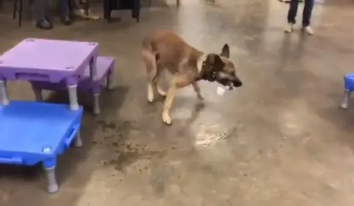 Perro pastor alemán haciendo pruebas para perros de servicio.