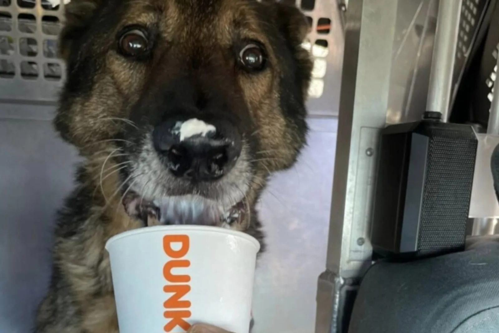 german shepherd dog drinking puppuccino in the car