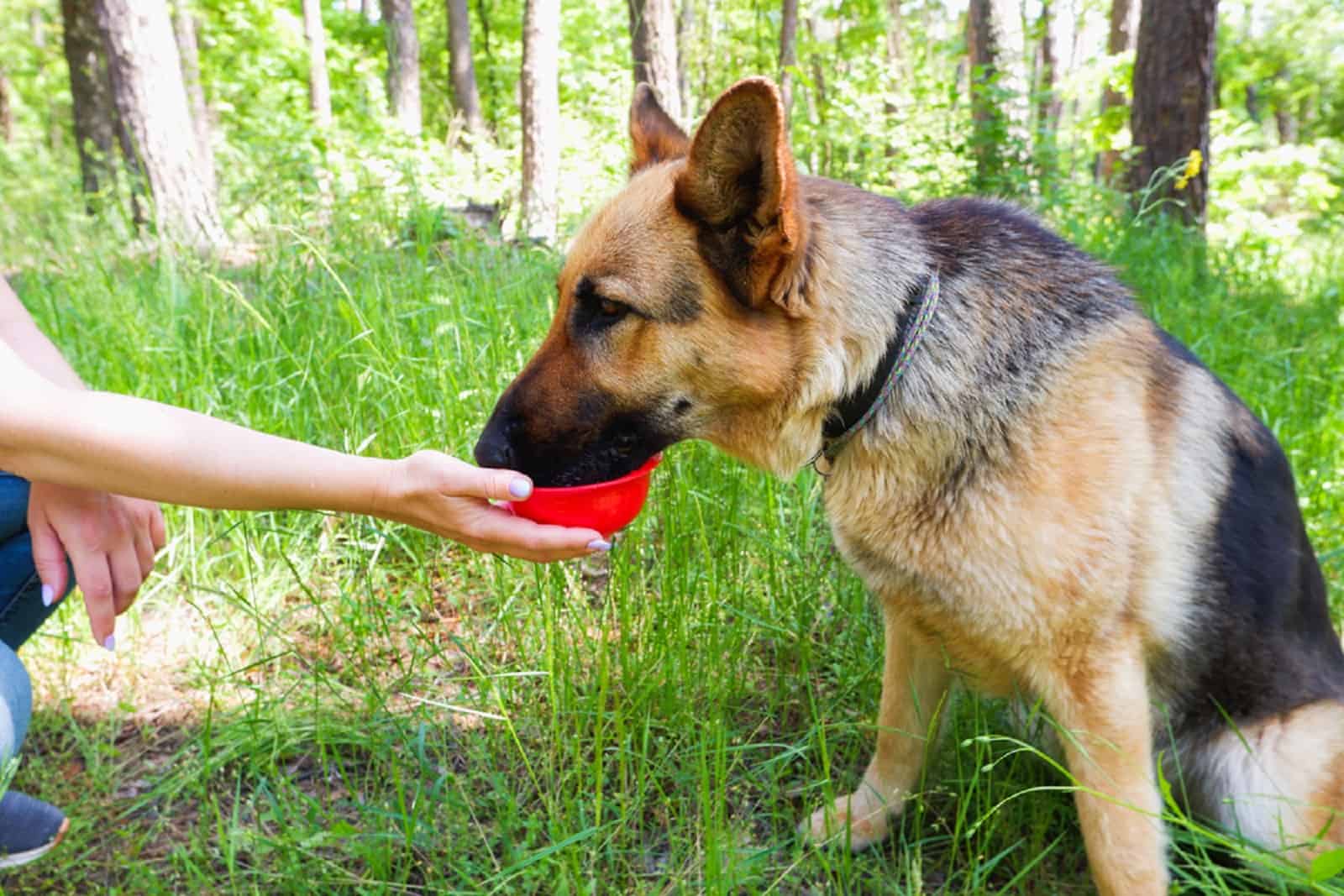 german shepherd dog drinking water from red bowl in owners hand
