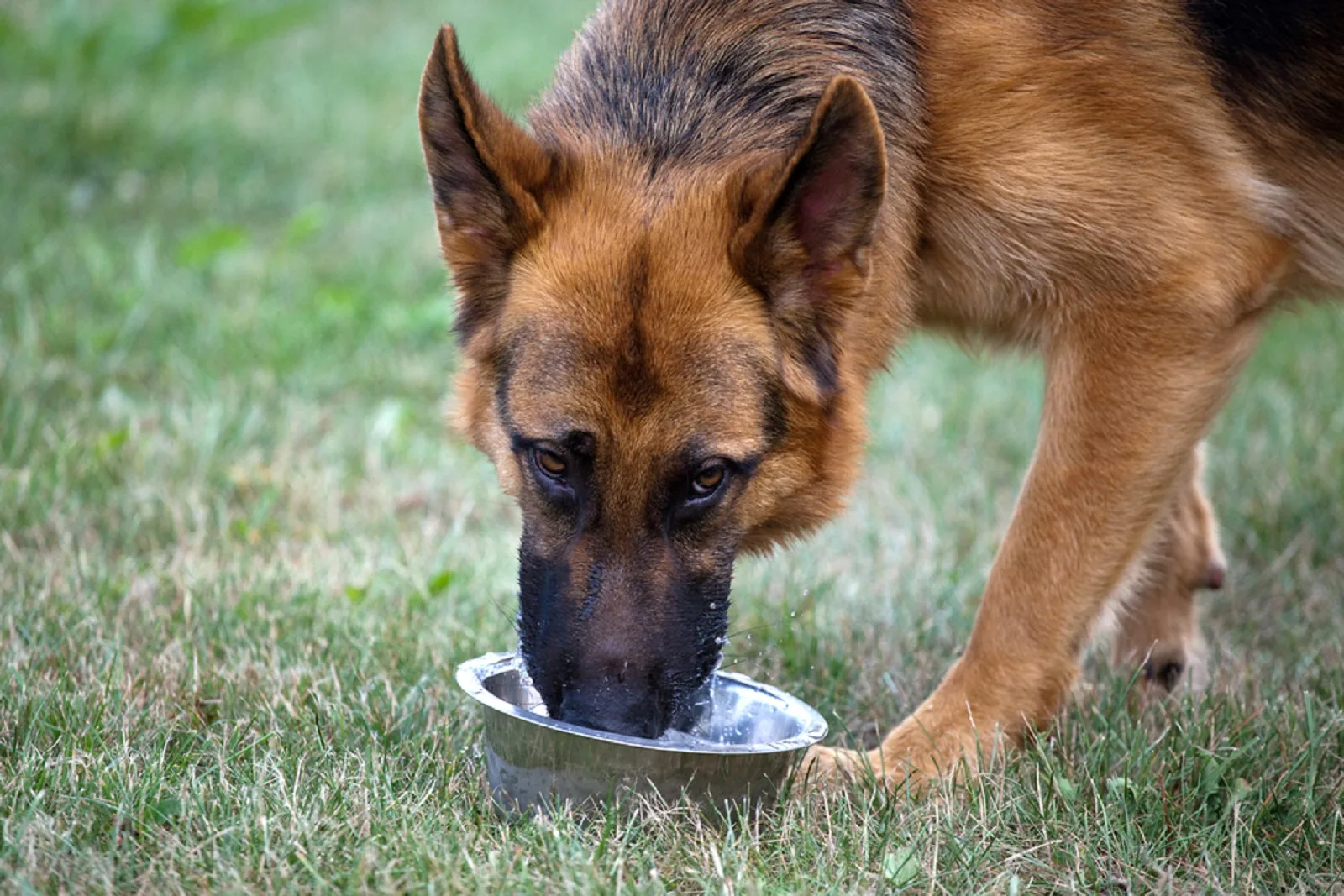 german shepherd dog drinking water from a metal bowl