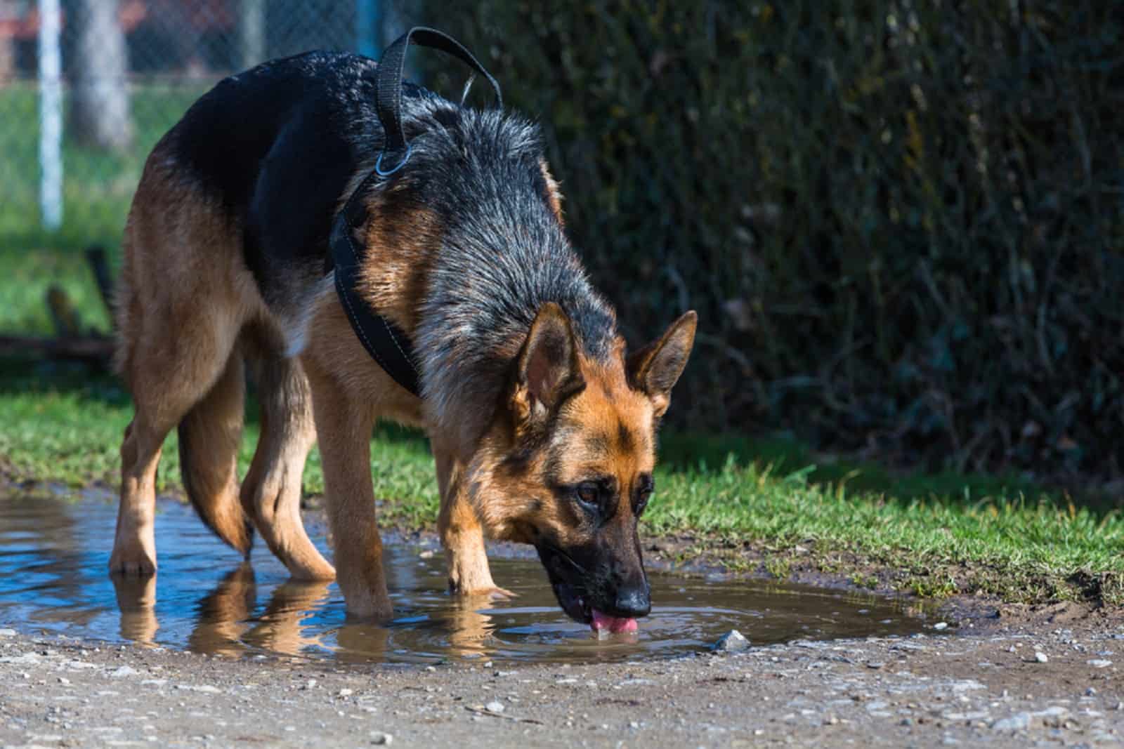 german shepherd dog drinks out of a puddle of water on the street