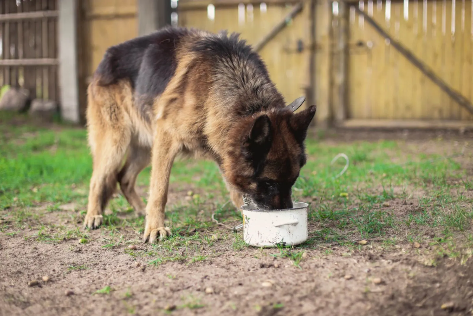 german shepherd dog eating from a bowl in the yard