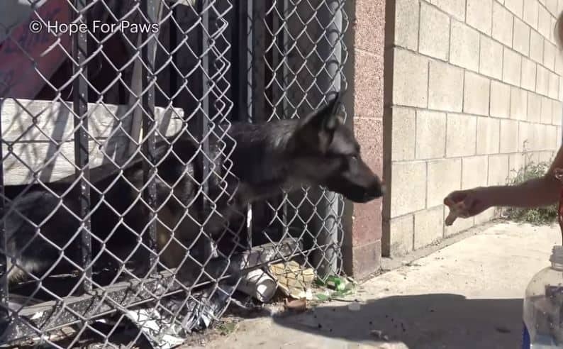 german shepherd dog in a cage reaching for food 