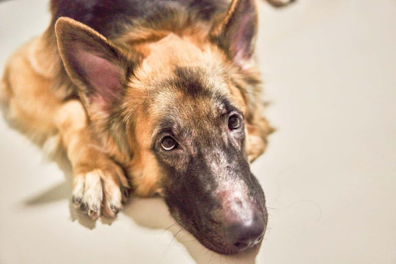 german shepherd dog losing hair on his face