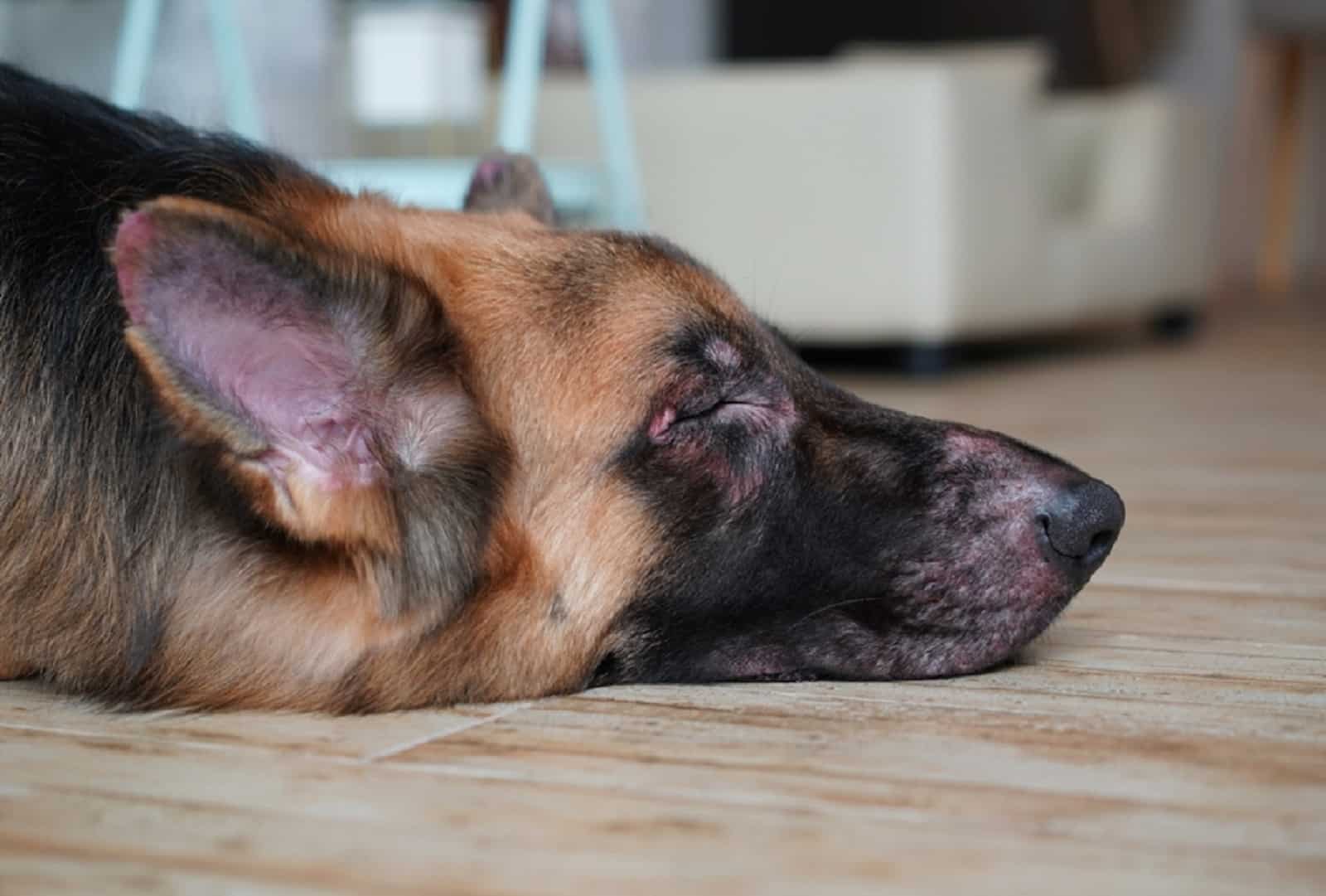 german shepherd dog lying on the floor losing hair on his face