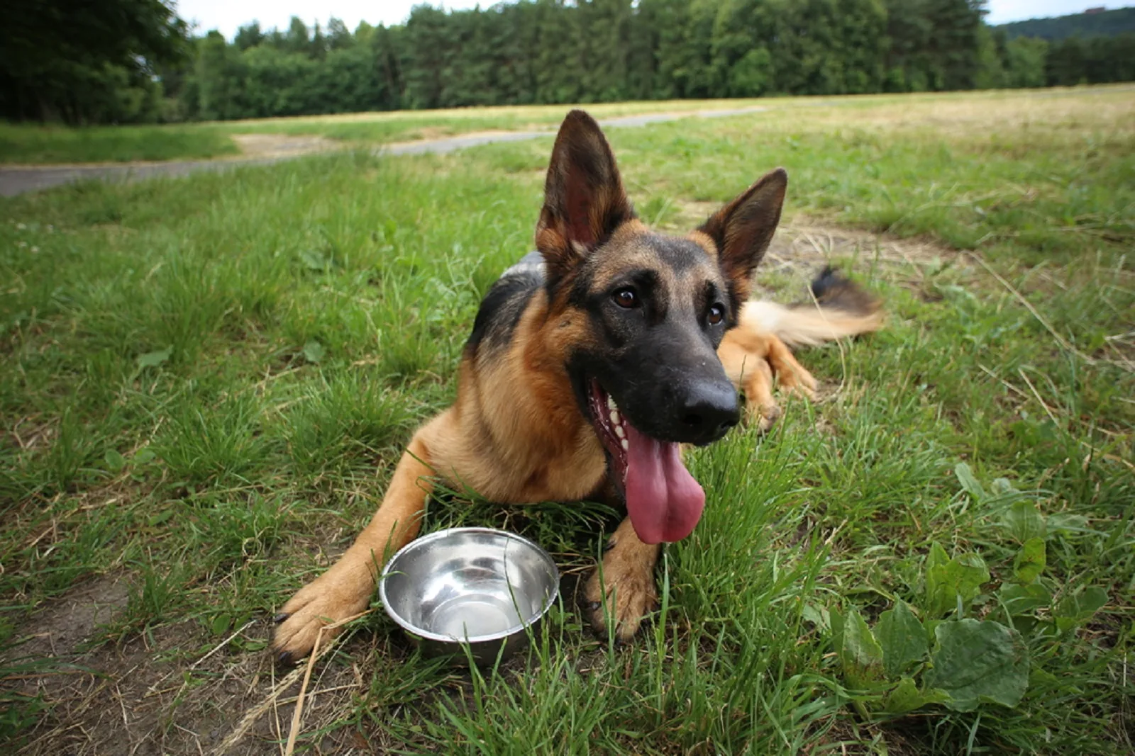 german shepherd dog lying on the grass in front of bowl with water