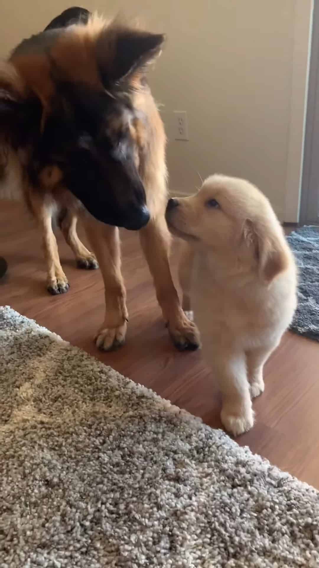 german shepherd dog playing with golden retriever puppy indoors