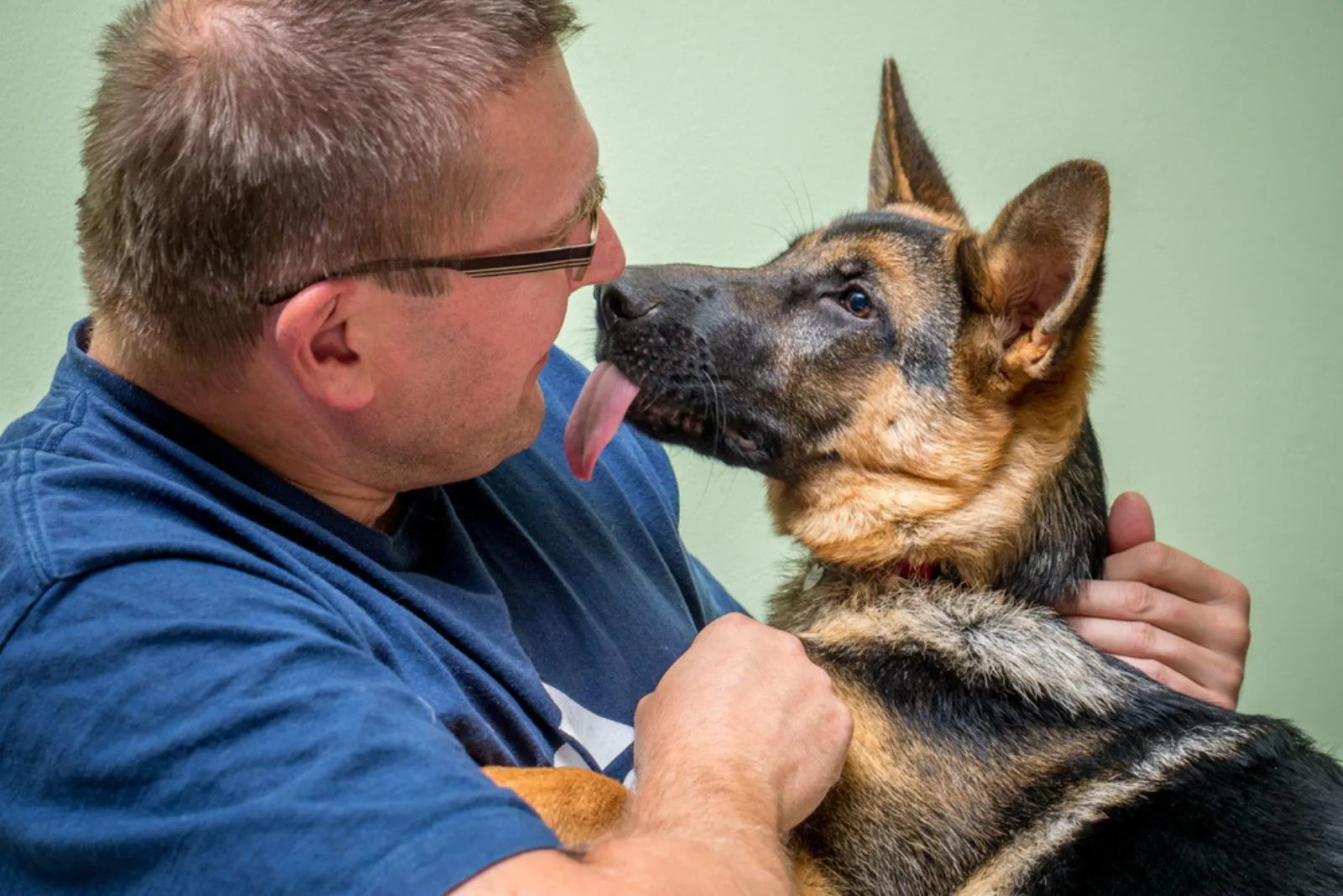 german shepherd dog sitting in owner's arms and licking him