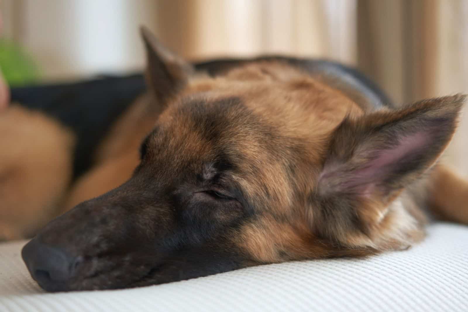 german shepherd dog sleep on sofa in the living room