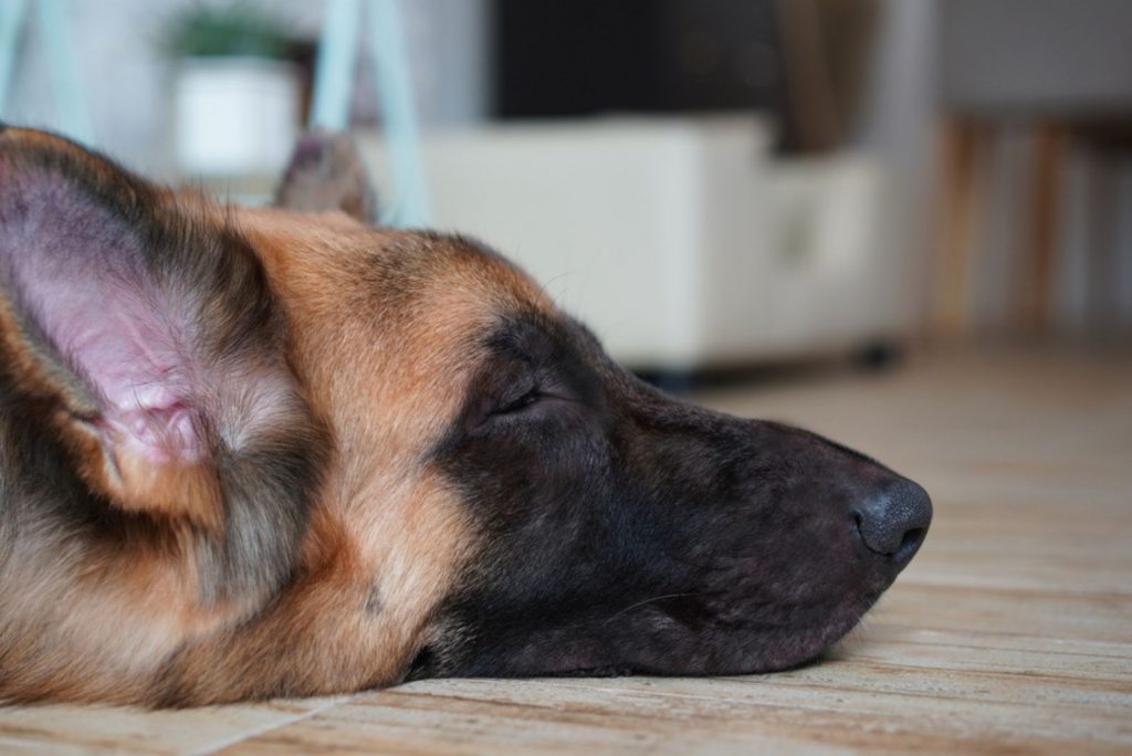 german shepherd dog sleeping on the floor
