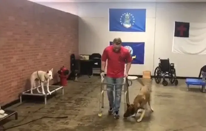 Perro pastor alemán olfateando al hombre con andador durante la prueba para perro de servicio