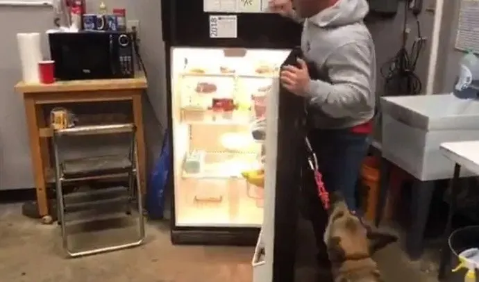 Perro pastor alemán parado junto a la nevera abierta durante su prueba para perro de servicio