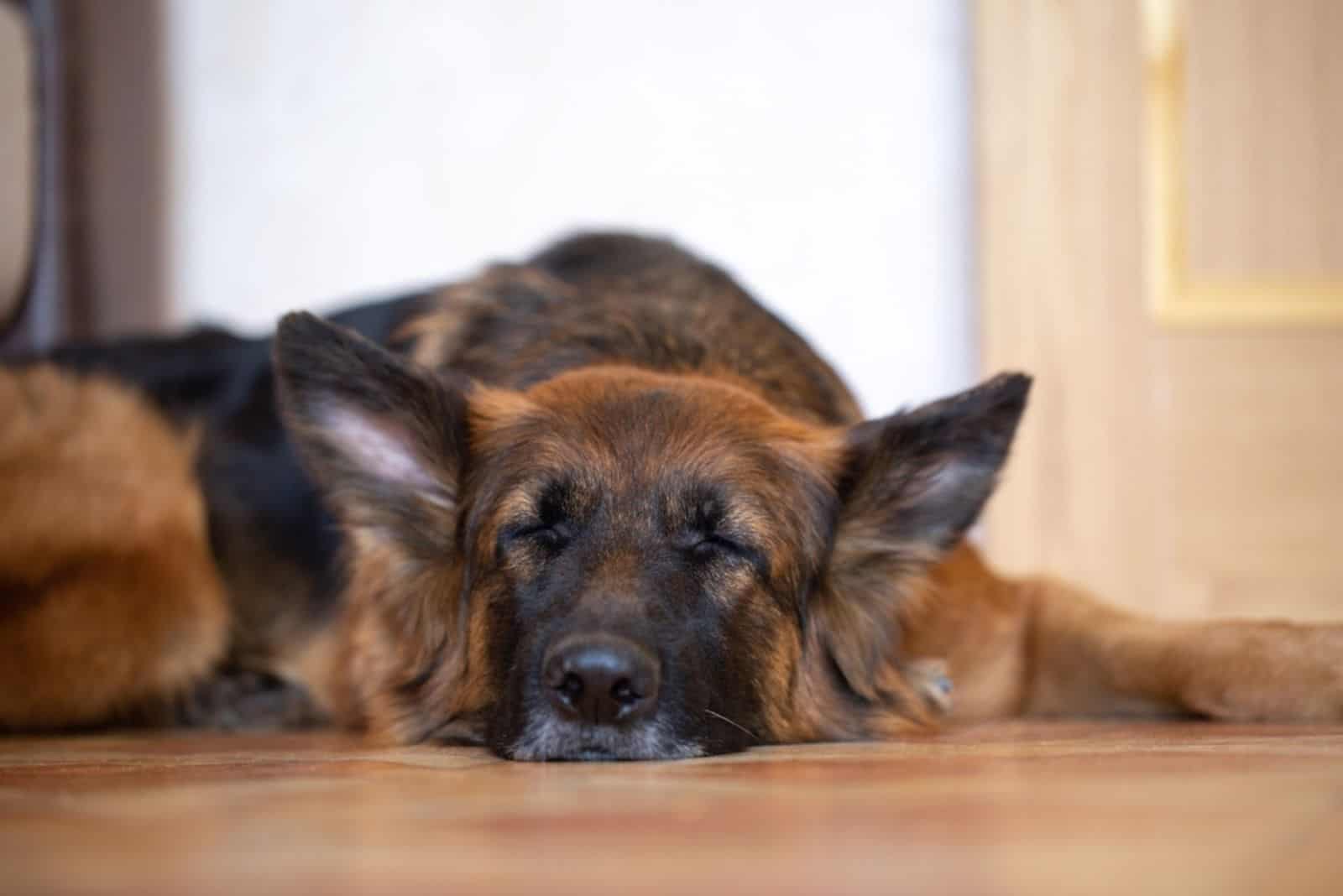 german shepherd dog with long hair is sleeping on the floor