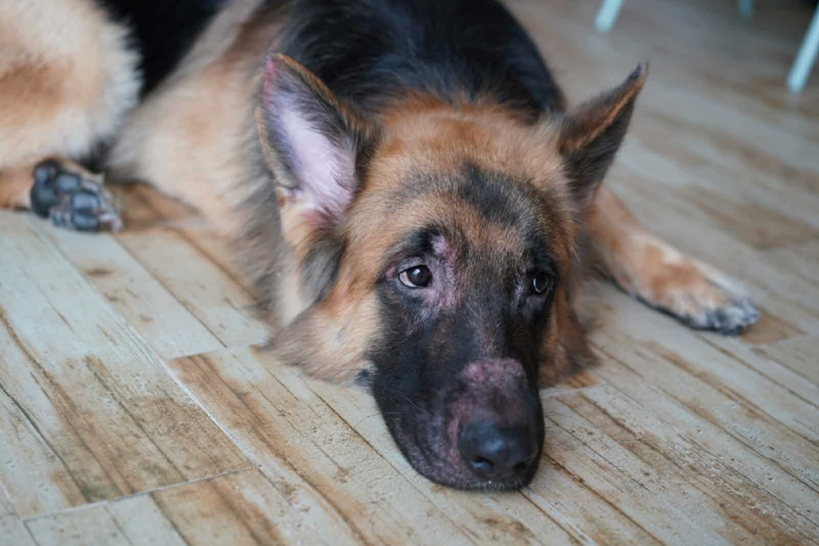 german shepherd dog with skin rash at face from allergy infection