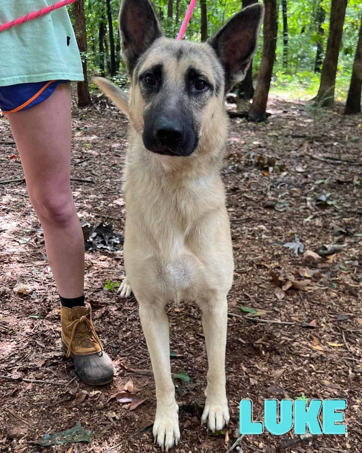 german shepherd dog on a leash