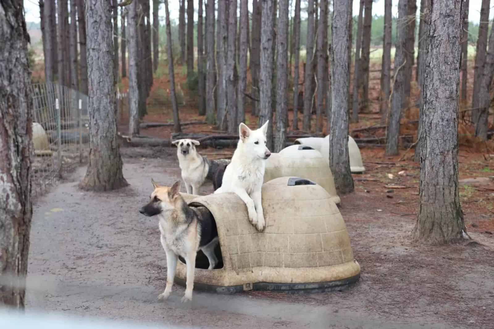 german shepherd dogs in forest in bad life conditions