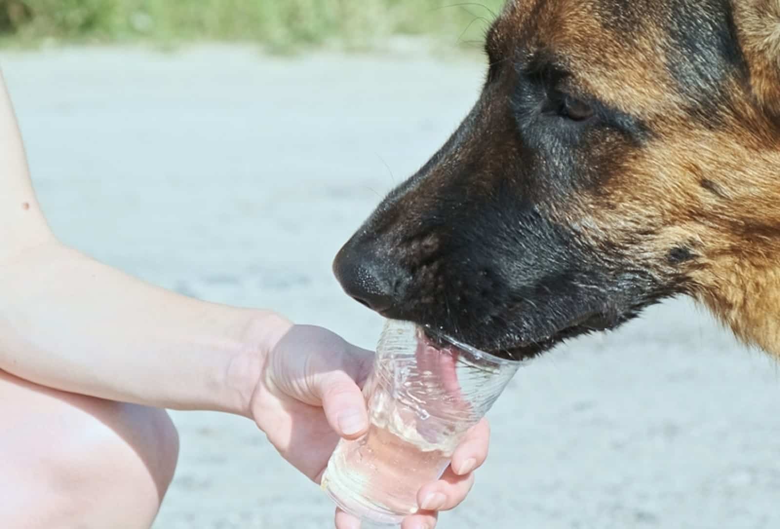 german shepherd drinking water from a plastic cup
