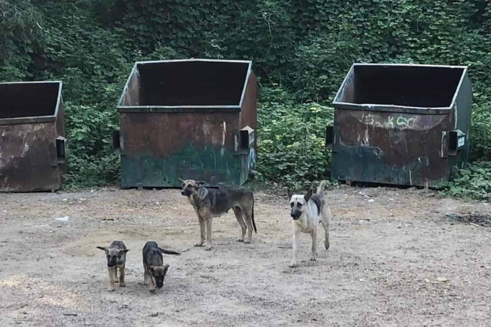 german shepherd family standing near dumpsters