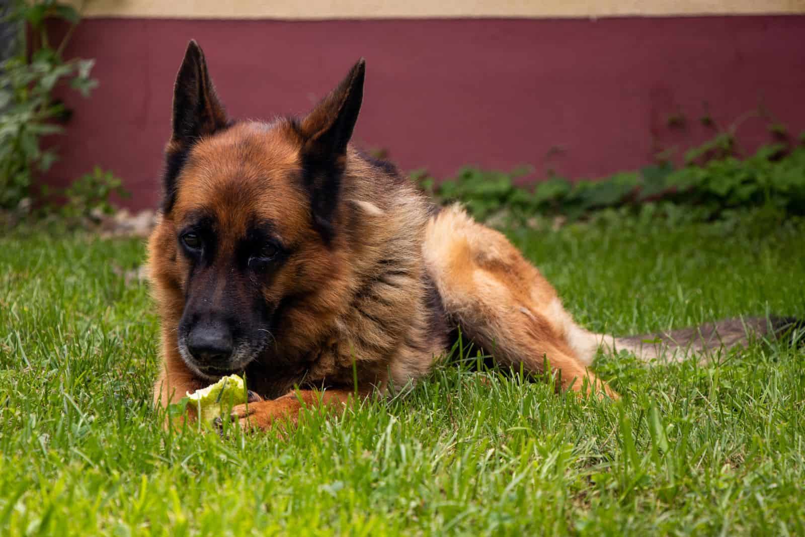 german shepherd lies on the grass and nibbles on the grass