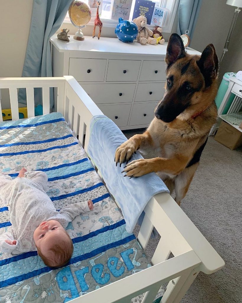 german shepherd looking at baby in a crib
